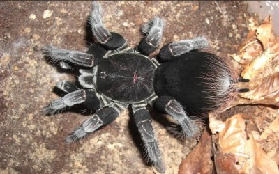 Tarantula Pamphobeteus cf. antinous "Big Black" / Big Black Birdeater / Big Black Pampho / Big Black Tarantula / Big Black Bird Eater - Sling